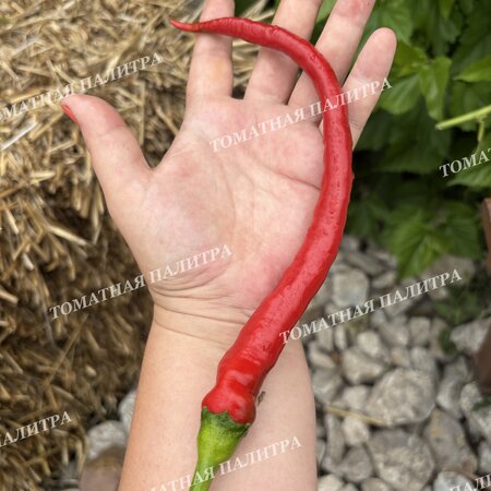 Томат Перец острый БАРАНИЙ РОГ