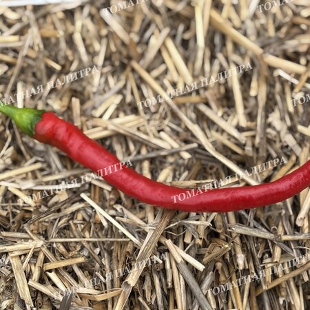 Томат Перец острый БАРАНИЙ РОГ