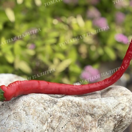 Томат Перец острый БАРАНИЙ РОГ
