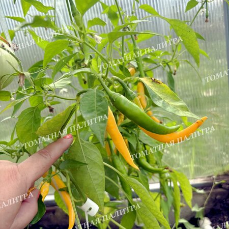 Томат Перец острый КАЙЕНСКИЙ ЗОЛОТОЙ (Cayenne Gold Pepper) 