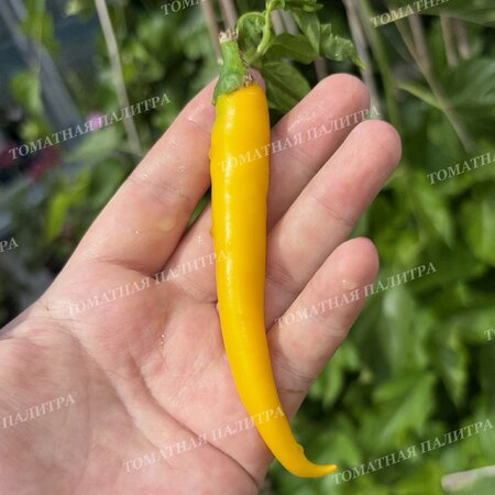 Томат Перец острый КАЙЕНСКИЙ ЗОЛОТОЙ (Cayenne Gold Pepper) 
