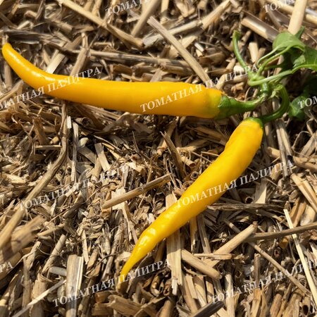 Томат Перец острый КАЙЕНСКИЙ ЗОЛОТОЙ (Cayenne Gold Pepper) 