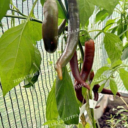 Томат Перец острый КАЙЕНСКИЙ ШОКОЛАДНЫЙ
