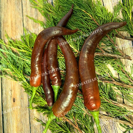 Томат Перец острый КАЙЕНСКИЙ ШОКОЛАДНЫЙ