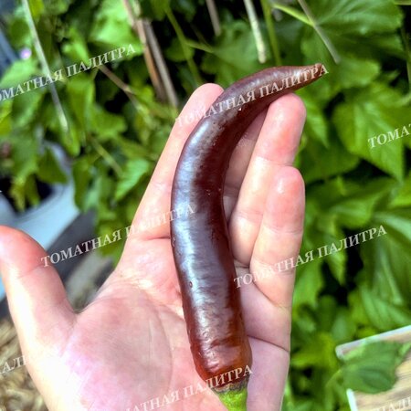 Томат Перец острый КАЙЕНСКИЙ ШОКОЛАДНЫЙ