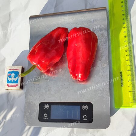 Томат Перец полуострый БАШКИРСКИЙ (из Кумертау)
