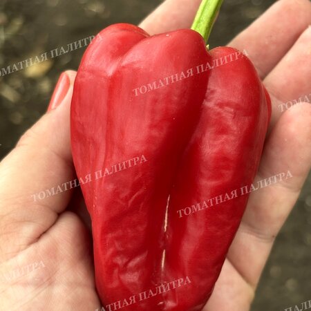 Томат Перец полуострый БАШКИРСКИЙ (из Кумертау)