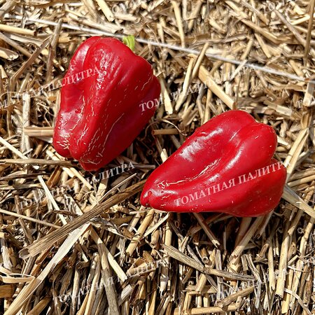 Томат Перец полуострый БАШКИРСКИЙ (из Кумертау)