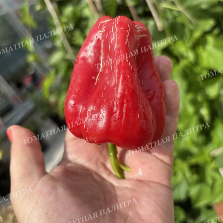 Томат Перец полуострый БАШКИРСКИЙ (из Кумертау)