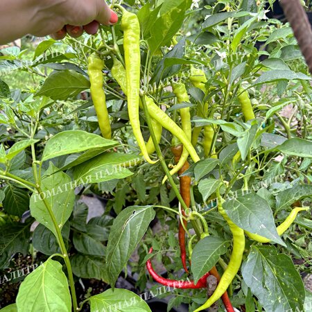 Томат Перец полуострый БЕРОС ПЕППЕРОНИ (Beros Pepperoni Hungarian), Венгрия.