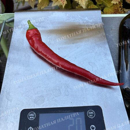 Томат Перец полуострый БЕРОС ПЕППЕРОНИ (Beros Pepperoni Hungarian), Венгрия.