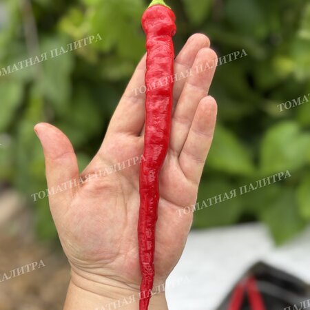 Томат Перец полуострый БЕРОС ПЕППЕРОНИ (Beros Pepperoni Hungarian), Венгрия.