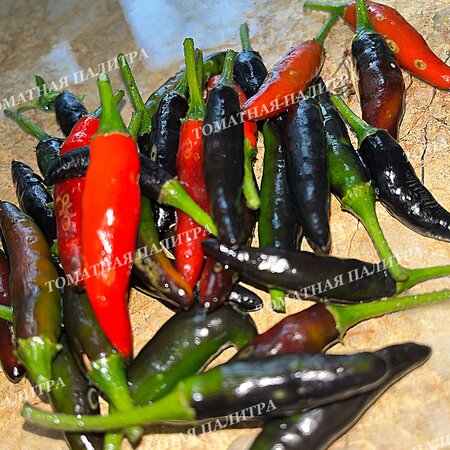 Томат Перец острый ЧЕРНАЯ КОБРА (Black Cobra Pepper, Goats Weed), Венесуэла.