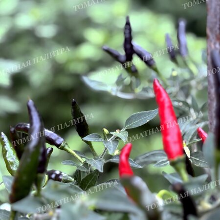 Томат Перец острый ЧЕРНАЯ КОБРА (Black Cobra Pepper, Goats Weed), Венесуэла.