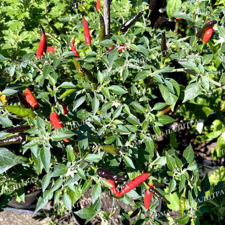 Томат Перец острый ЧЕРНАЯ КОБРА (Black Cobra Pepper, Goats Weed), Венесуэла.