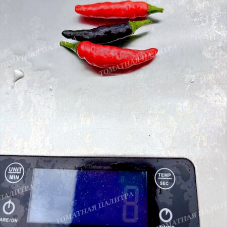 Томат Перец острый ЧЕРНАЯ КОБРА (Black Cobra Pepper, Goats Weed), Венесуэла.