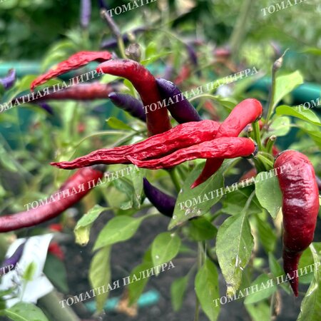 Томат Перец острый МАСКАРАД (Masquerade)