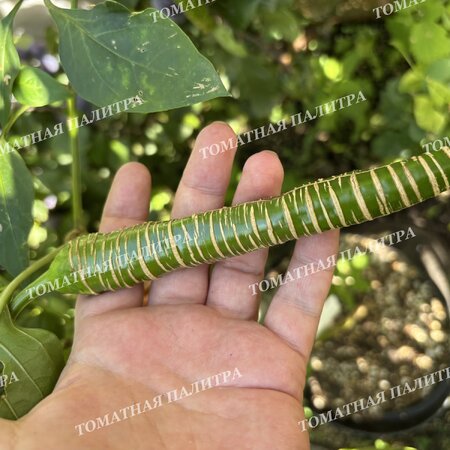 Томат Перец острый «МАКЕДОНСКИЙ ГРАВИРОВАННЫЙ» (Rezha Macedonian).