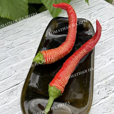 Томат Перец острый «МАКЕДОНСКИЙ ГРАВИРОВАННЫЙ» (Rezha Macedonian).