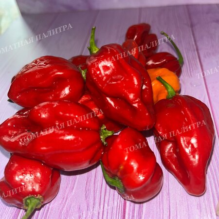 Томат Перец острый ХАБАНЕРО КРАСНЫЙ (Habanero Red), Мексика