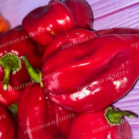 Томат Перец острый ХАБАНЕРО КРАСНЫЙ (Habanero Red), Мексика