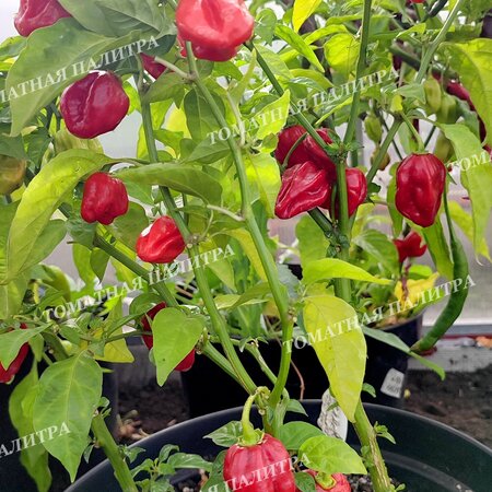 Томат Перец острый ХАБАНЕРО КРАСНЫЙ (Habanero Red), Мексика