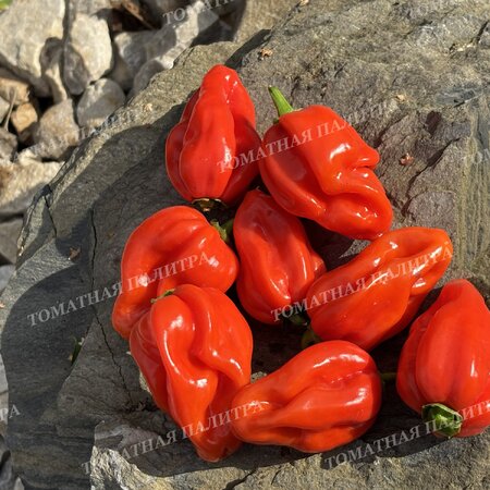 Томат Перец острый ХАБАНЕРО КРАСНЫЙ (Habanero Red), Мексика