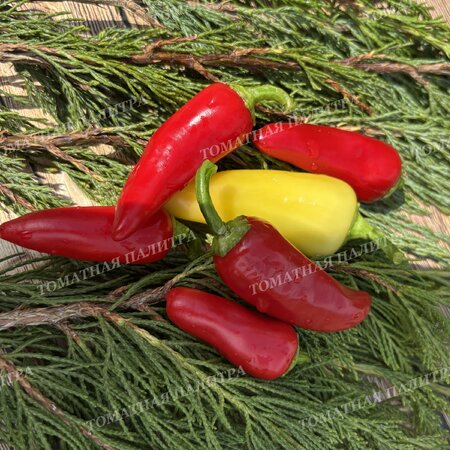 Томат Перец острый САНТА ФЕ ГРАНДЕ (Santa Fe Grande), Мексика.