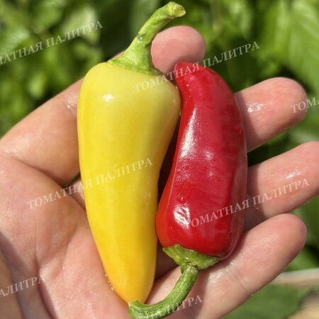 Томат Перец острый САНТА ФЕ ГРАНДЕ (Santa Fe Grande), Мексика.