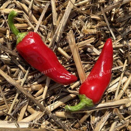 Томат Перец острый САНТА ФЕ ГРАНДЕ (Santa Fe Grande), Мексика.