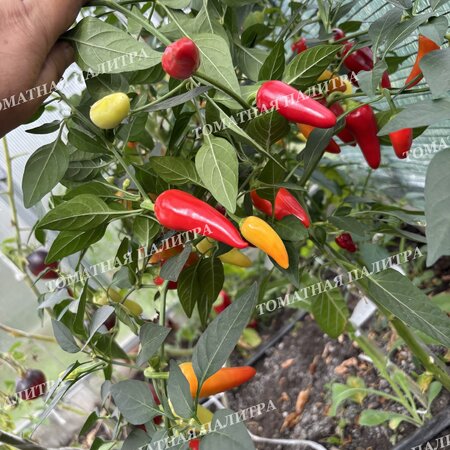 Томат Перец острый САНТА ФЕ ГРАНДЕ (Santa Fe Grande), Мексика.