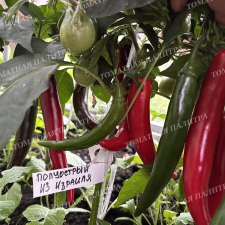 Томат Перец ПОЛУОСТРЫЙ ИЗ ИЗРАИЛЯ