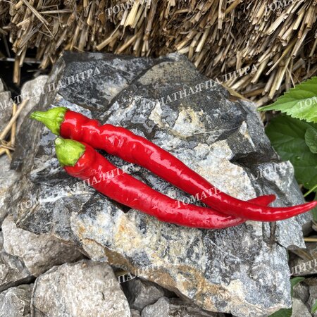 Томат Перец острый ХАНГИДЖАО КРАСНЫЙ (Hangijaio red), Китай.