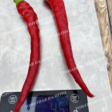 Томат Перец острый ХАНГИДЖАО КРАСНЫЙ (Hangijaio red), Китай.