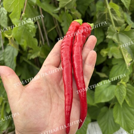 Томат Перец острый ХАНГИДЖАО КРАСНЫЙ (Hangijaio red), Китай.