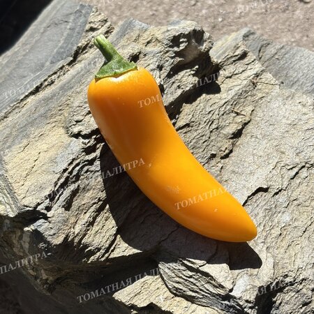 Томат Перец острый ХАЛАПЕНЬО ЖЕЛТЫЙ ГИГАНТ (Jalapeno Yellow Giant)