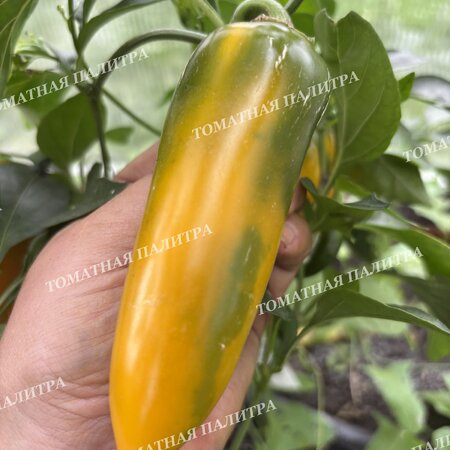 Томат Перец острый ХАЛАПЕНЬО ЖЕЛТЫЙ ГИГАНТ (Jalapeno Yellow Giant)