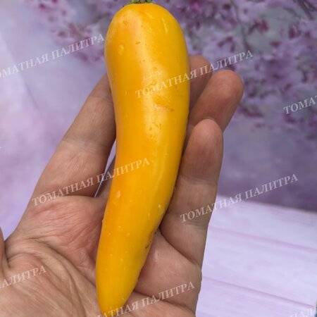 Томат Перец острый ХАЛАПЕНЬО ЖЕЛТЫЙ ГИГАНТ (Jalapeno Yellow Giant)