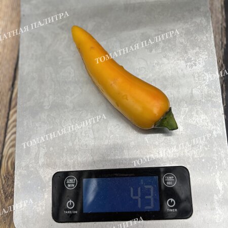 Томат Перец острый ХАЛАПЕНЬО ЖЕЛТЫЙ ГИГАНТ (Jalapeno Yellow Giant)