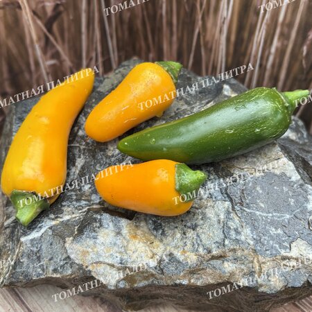 Томат Перец острый ХАЛАПЕНЬО ЖЕЛТЫЙ ГИГАНТ (Jalapeno Yellow Giant)