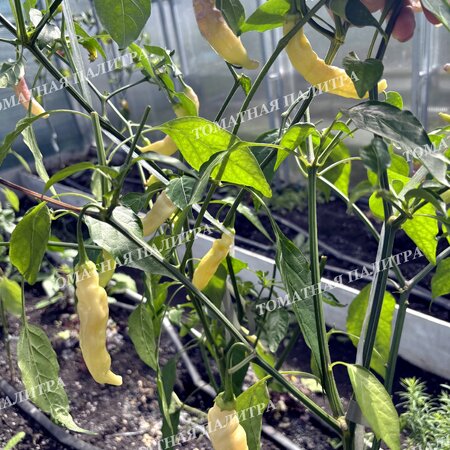 Томат Перец острый БЛОНДИ (Blondy)