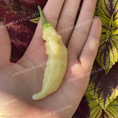 Томат Перец острый БЛОНДИ (Blondy)