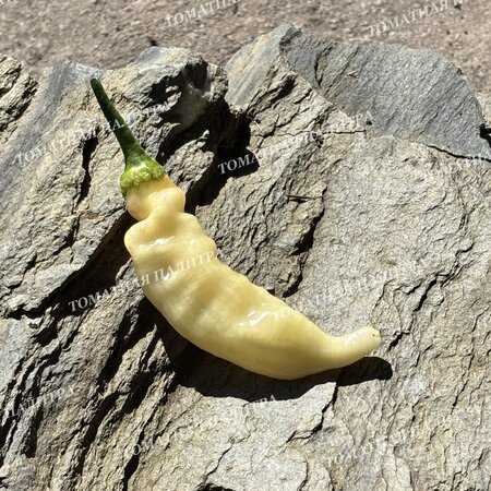 Томат Перец острый БЛОНДИ (Blondy)