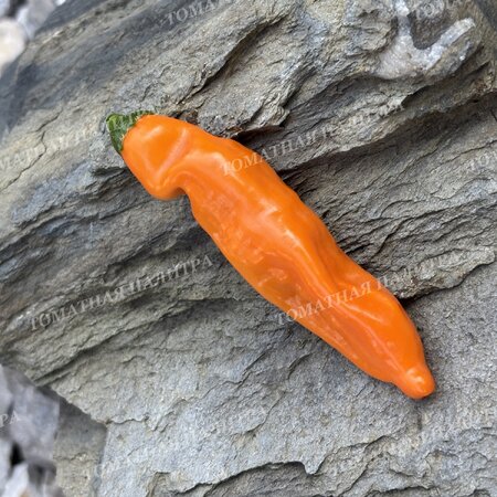 Томат Перец острый БОЛИВИАН ОРАНЖ (Bolivian Orange)