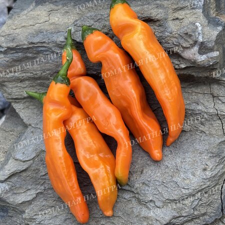 Томат Перец острый БОЛИВИАН ОРАНЖ (Bolivian Orange)