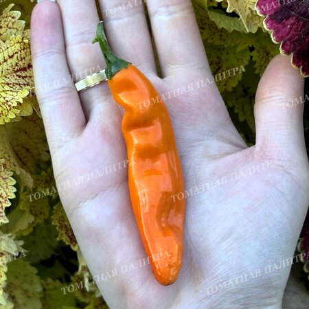 Томат Перец острый БОЛИВИАН ОРАНЖ (Bolivian Orange)