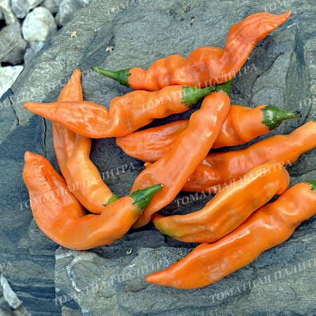 Томат Перец острый БОЛИВИАН ОРАНЖ (Bolivian Orange)