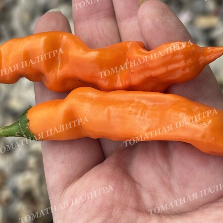 Томат Перец острый БОЛИВИАН ОРАНЖ (Bolivian Orange)