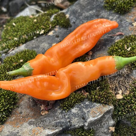 Томат Перец острый БОЛИВИАН ОРАНЖ (Bolivian Orange)