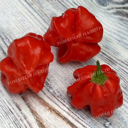 Томат Перец острый БРАЗИЛЬСКАЯ МОРСКАЯ ЗВЕЗДА (Brazilian Starfish)
